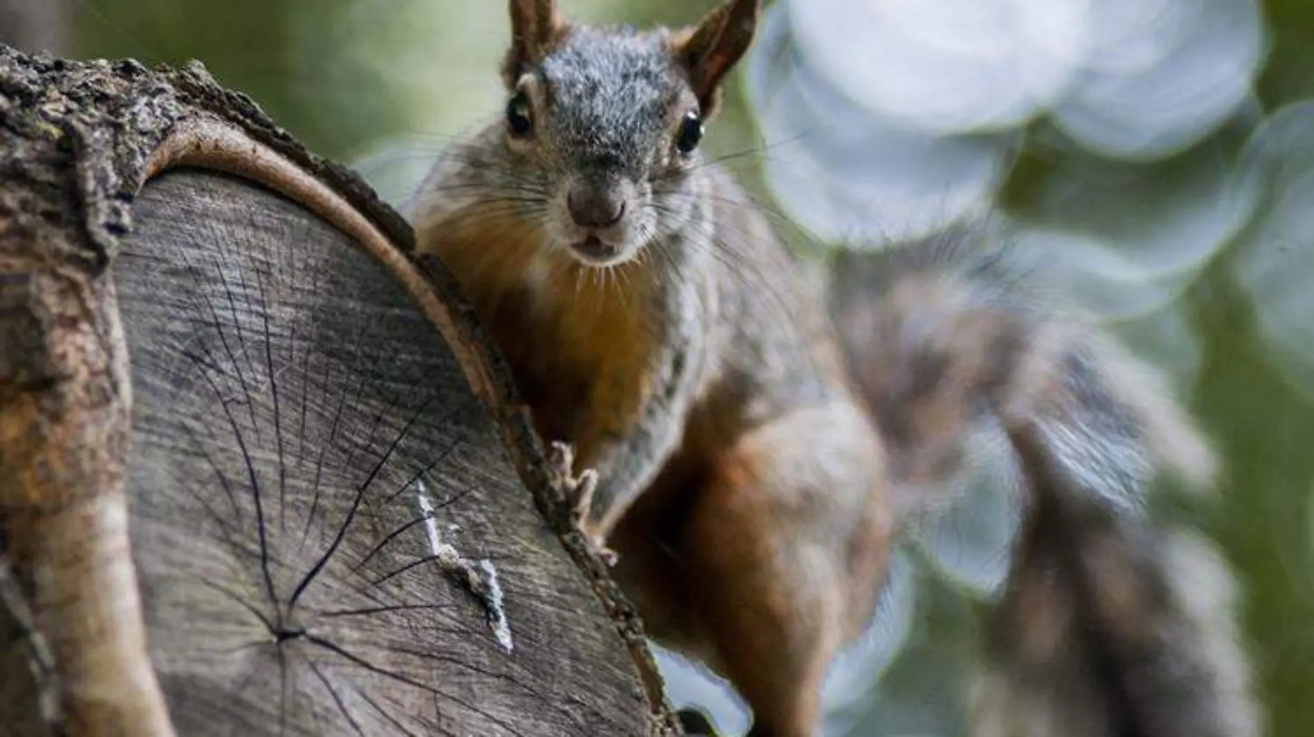 ardilla bobinica